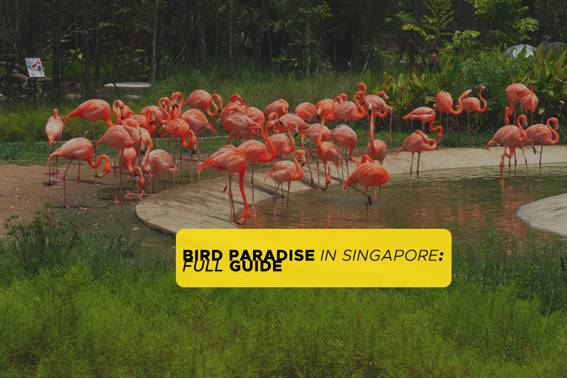 bird paradise singapore