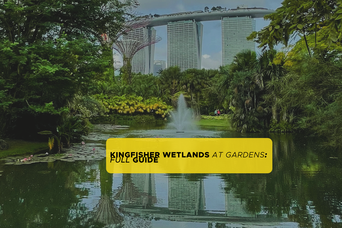 kingfisher wetlands singapore