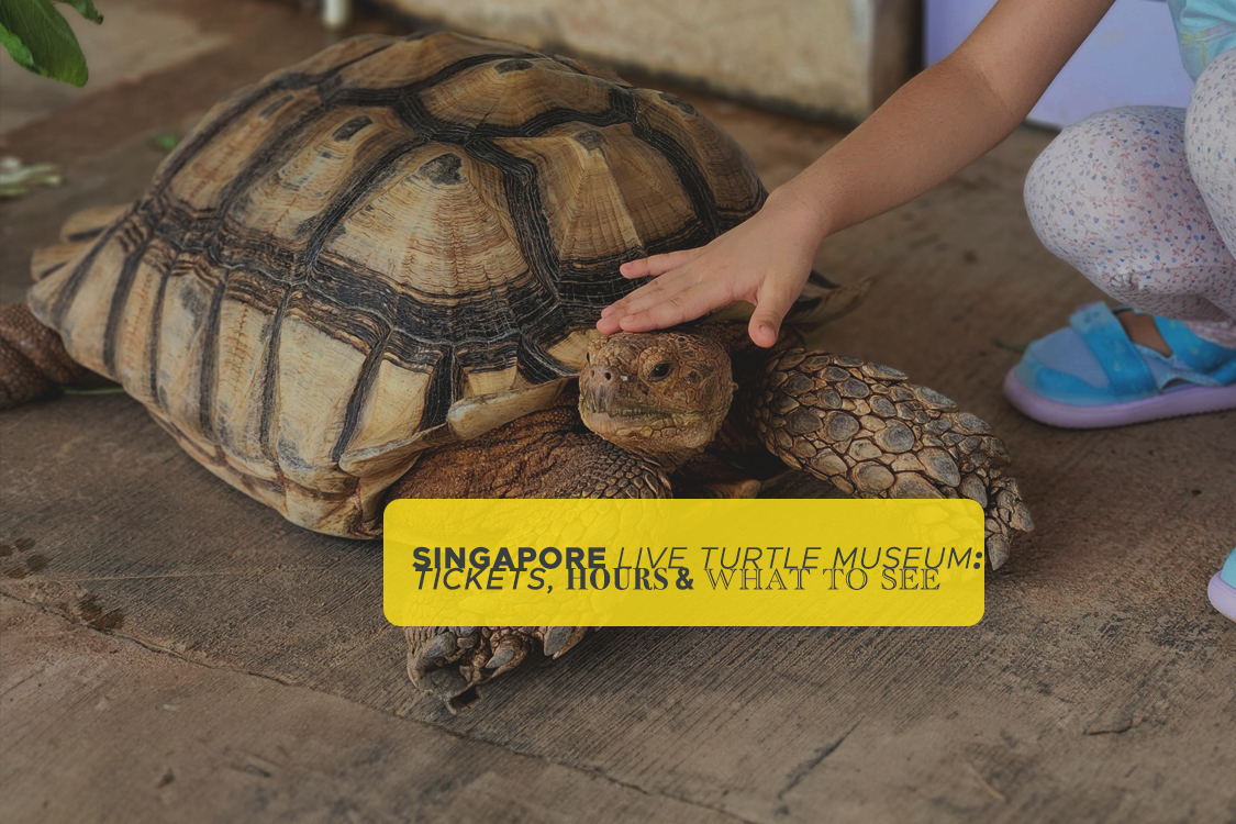 live turtle museum singapore