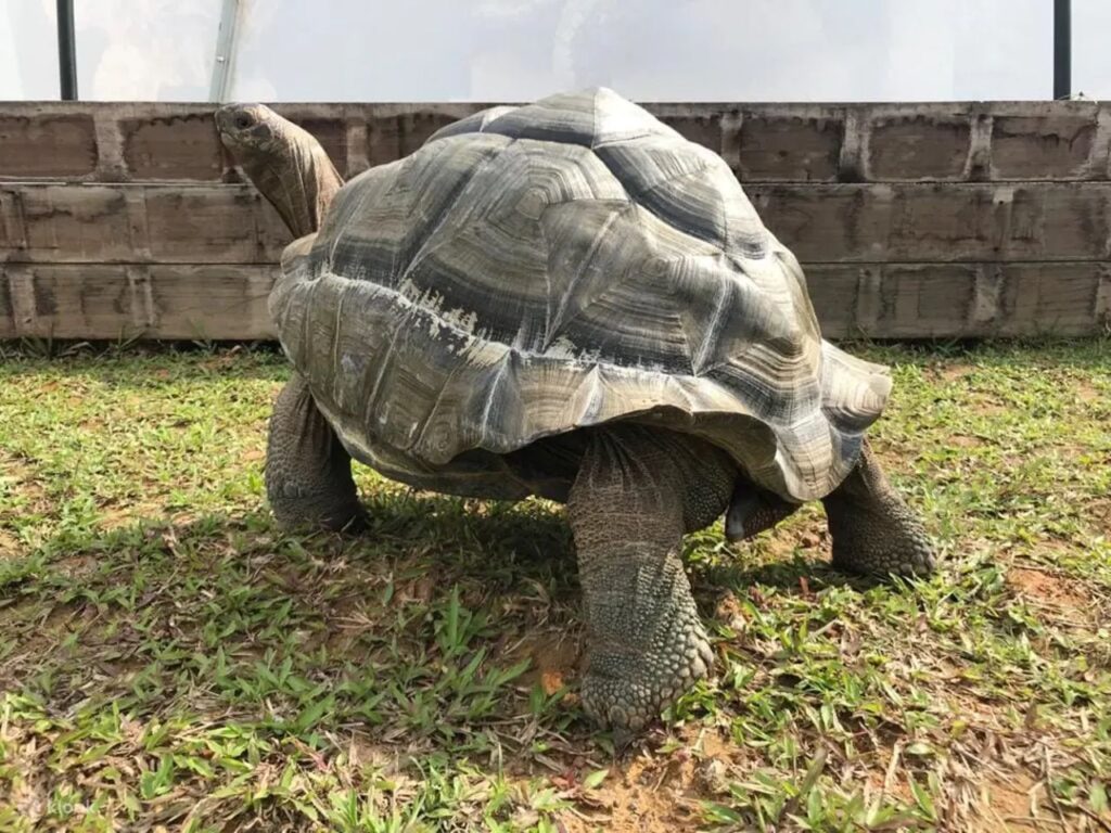 Singapore tortoise museum